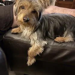 Male neutered Yorkie
