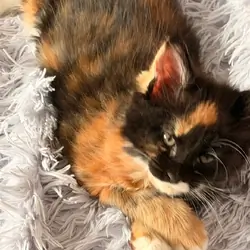 Maine coon kittens