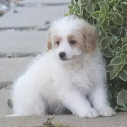 Japoodle Puppy!