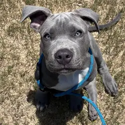 Puppy