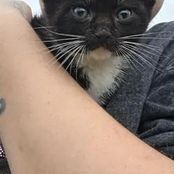 8 week old tuxedo kitten twins