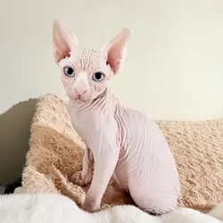 Sphynx Gem eyed5month Baby boy