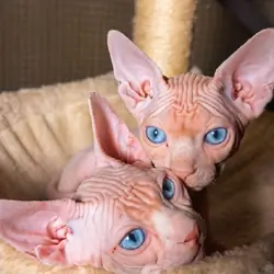 Sphynx 5 month baby male
