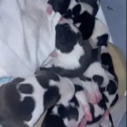 Pit bull Terrier and American Bully puppies