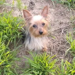 Registered Teacup Yorkshire Terrier Puppy — Male