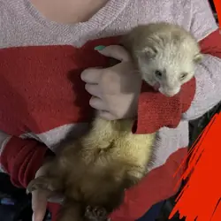 Ferrets