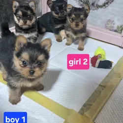 Tiny Yoranian puppies - updated