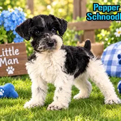 Pepper Male Schnoodle