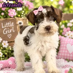 Penny Female Schnoodle