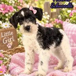 Phoenix Female Schnoodle