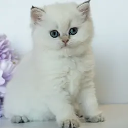 British Shorthair Girl - Taya