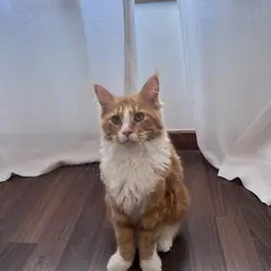 Males and Females Maine Coon Kittens For Sale