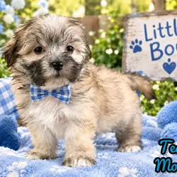 Teddy Male Morkie