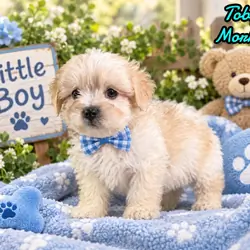 Toby Male Morkie