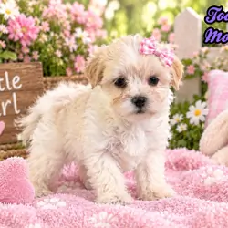 Tootsie Female Morkie