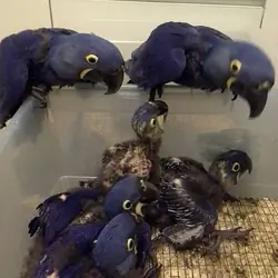 Hyacinth Macaw Parrots And Fertile Eggs For Sale