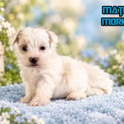 Mator Male Maltipoo