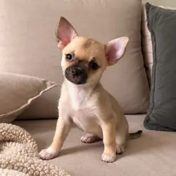 Adorable Chihuahua Puppy Looking for a Loving Home