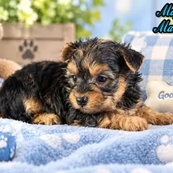 Magoo Male Maltipoo