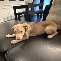 Puppy lab/pit 11 weeks