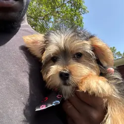 Morkie puppy