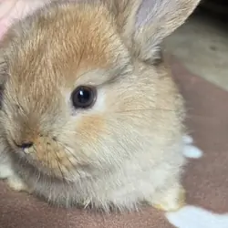 Pedigreed Holland Lop Kits – Vienna Carriers (BEW