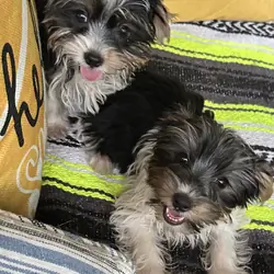 CKC Yorkshire Biewer Terrier