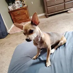 Chihuahua puppies