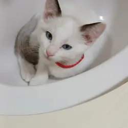 Kitten Rehoming