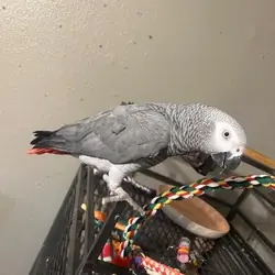 Adorable Baby Congo African Grey Parrot