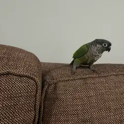 Green check conure