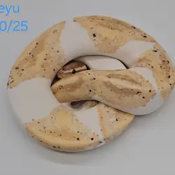 Banana pied w/hets (male)