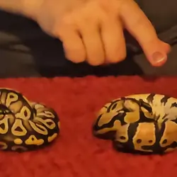 2 baby Ball pythons