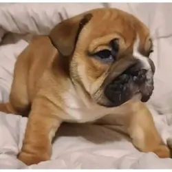 Jon – The Adorable English Bulldog Puppy