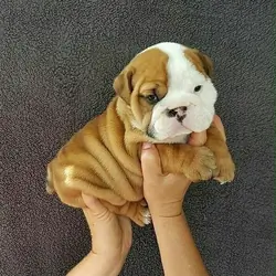 Nick – The Handsome Male English Bulldog Puppy!