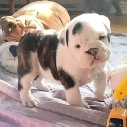 Tracey – Your Adorable English Bulldog Puppy! 💕
