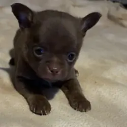 Chihuahua puppy