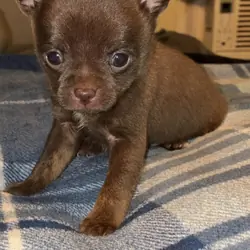 Chihuahua puppy