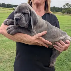 Cane corso puppiesBeautiful AKC & ICCF Registered