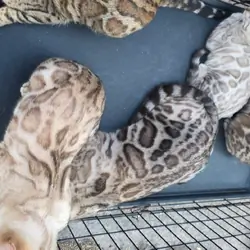 Bengal Kittens
