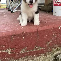 Puppie