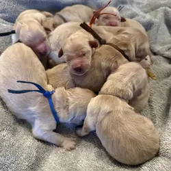 11 AKC purebred golden retriever puppies