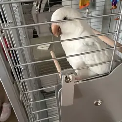 Quaker Parrot