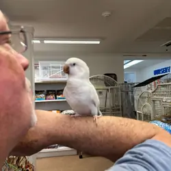 Quaker Parrot
