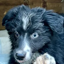 Pure Australian Shepherd Pups Standard