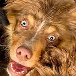 Pure Australian Shepherd Pups Standard