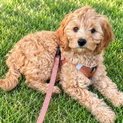 Cavapoo Puppy - 12 weeks old