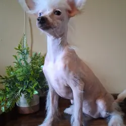 Chinese Crested Pinkie