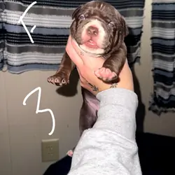 Puppies