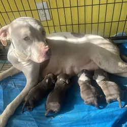Pitties